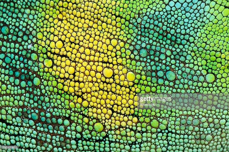 Чешуя хамелеона