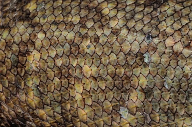 Чешуя варана