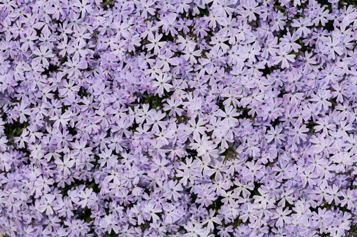 Цветник текстура