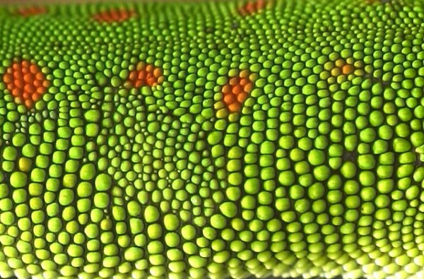 Чешуя ящерицы