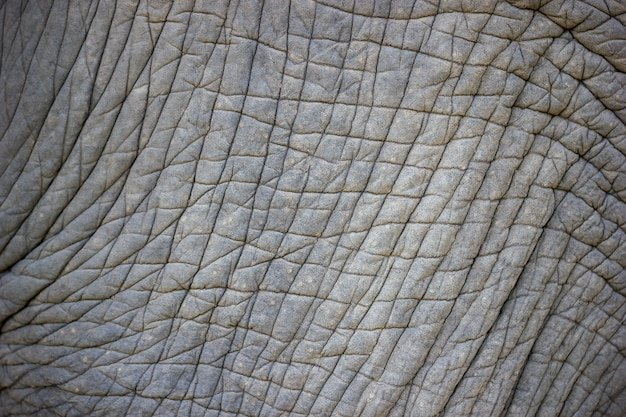 Кожа слона текстура