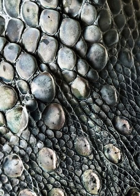 Кожа рептилий