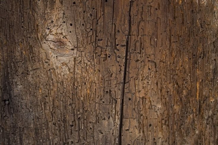 Текстура старого дерева