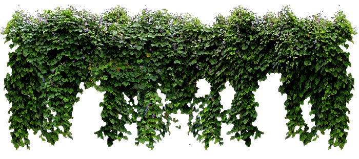 Вьюн девичий виноград