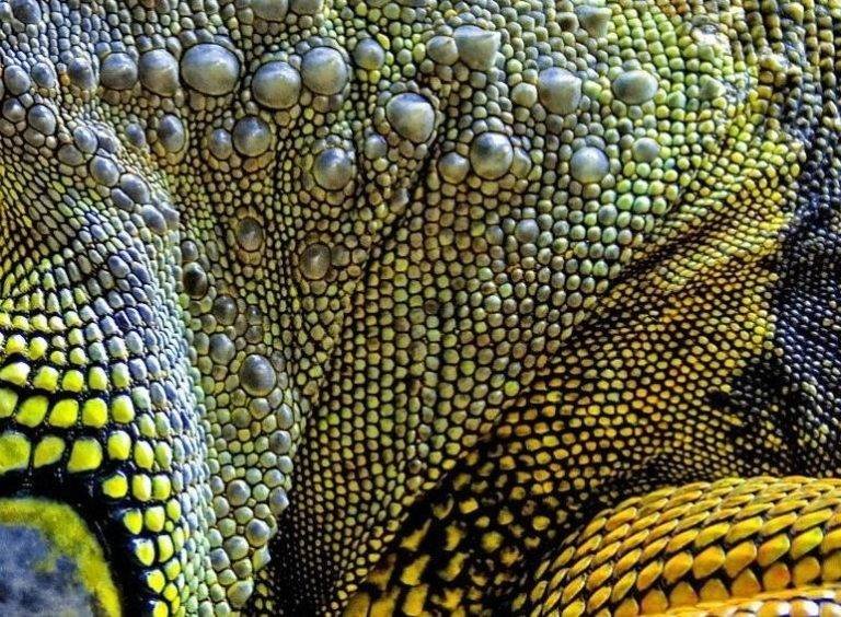 Кожа игуаны