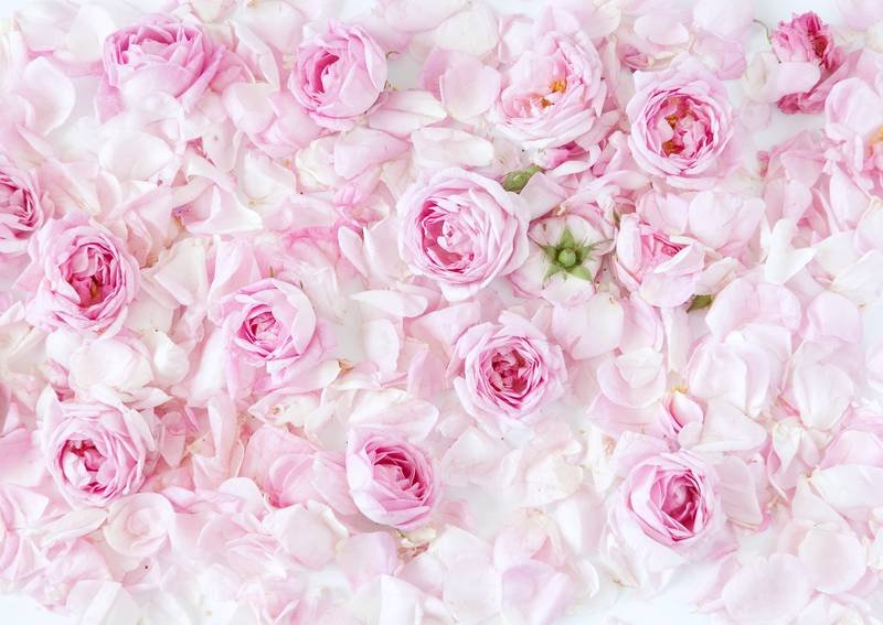 Цветочные фоны в хорошем качестве