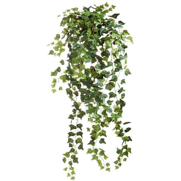 Лиана плющ комнатный цветок