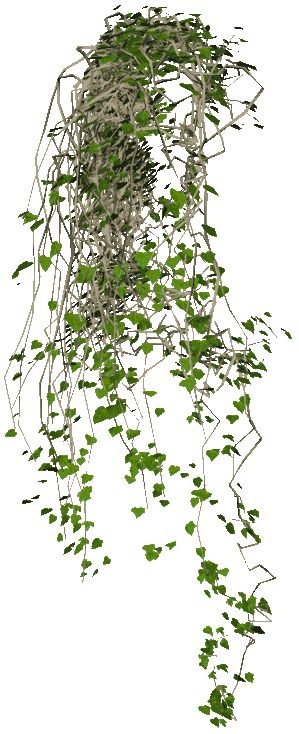 Плющ Вьюнок