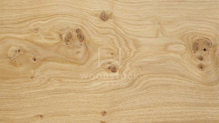 Дуб узелковый Вудсток