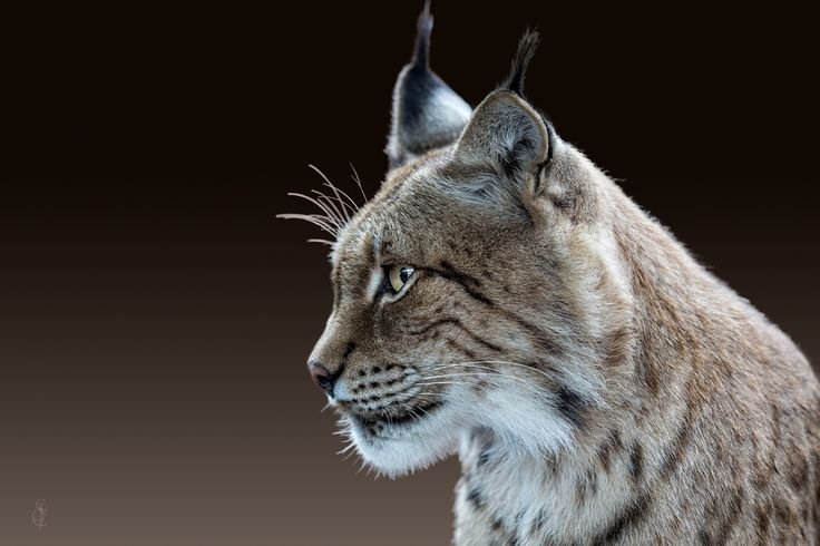 Рысь в профиль