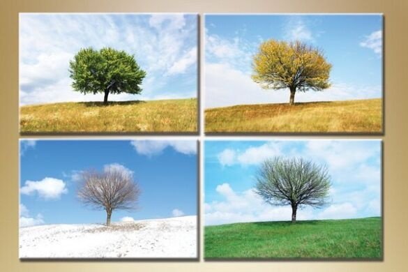 Дерево в разные времена года