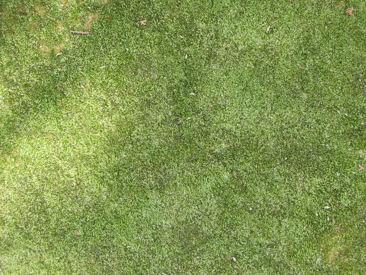 Grass texture бесшовная