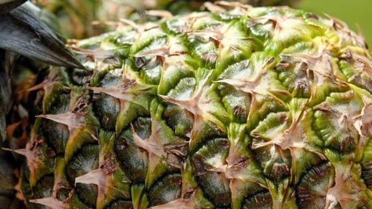 Ананас растение