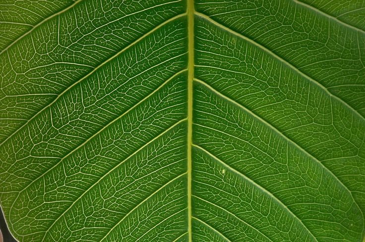 Фикус крупнолистный каучуконосный