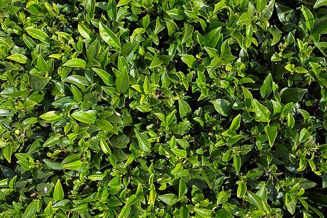 Чайный лист текстура