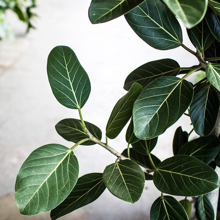 Фикус бенгальский Саншайн