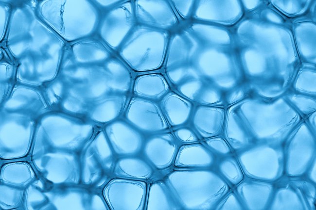 Клетка хлорофилла под микроскопом