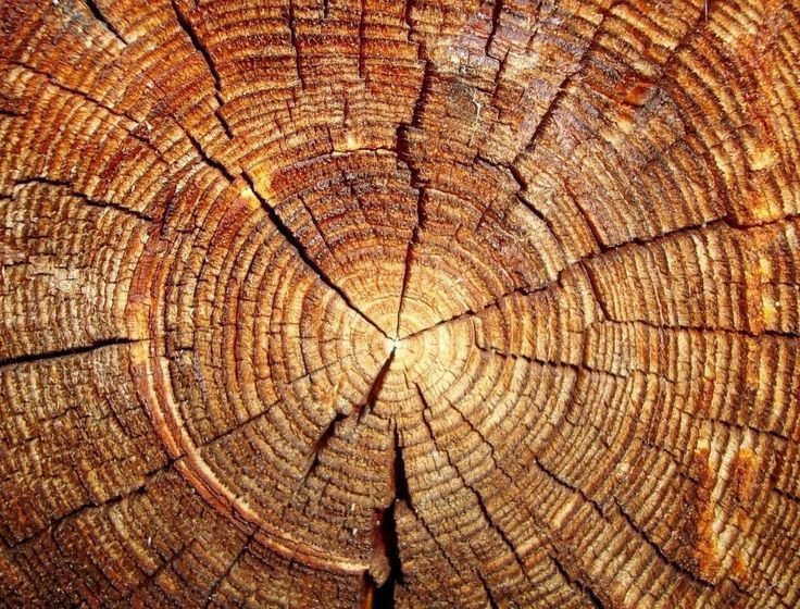 Годичные кольца древесины Секвойя