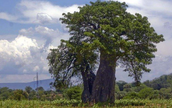 Африканский дуб абаш