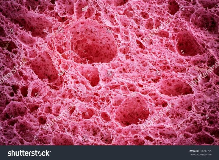 Текстура биологическая