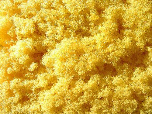 Текстура губки