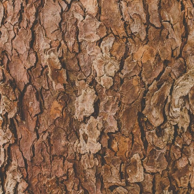Текстура коры дерева бесшовная для 3d Max