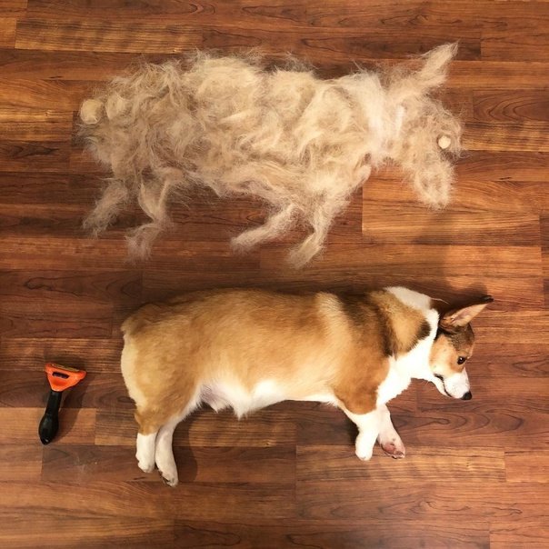 Корги флаффи груминг