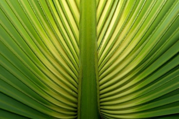 Лист пальмы