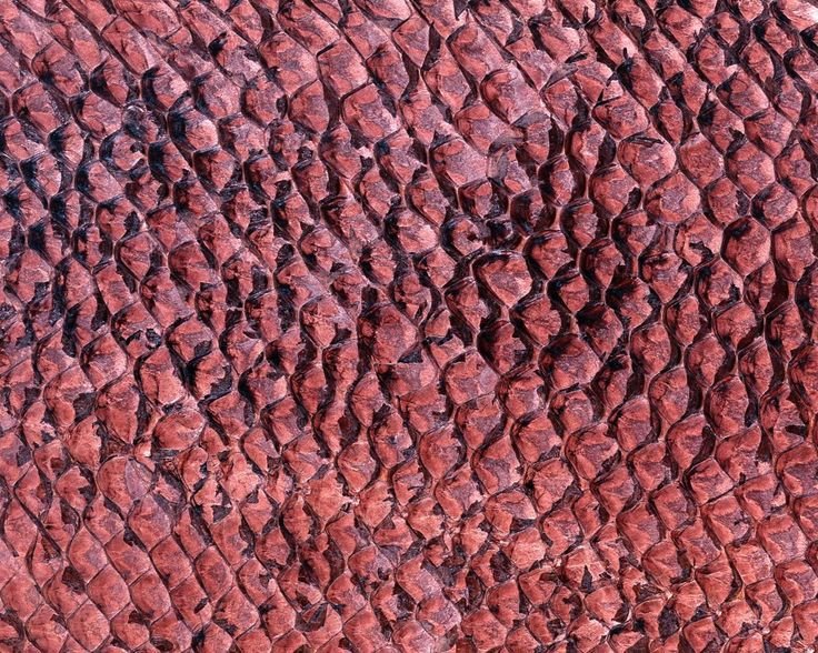 Текстура кожи