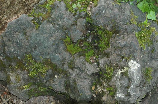 Мох на Камне