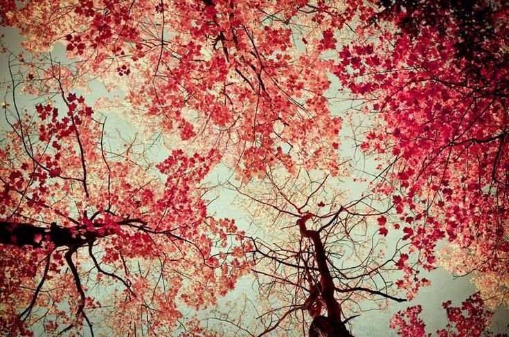 Сакура черри блоссом дерево