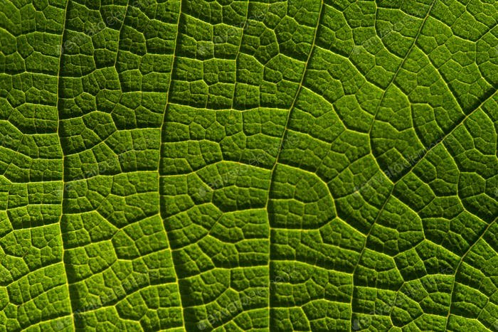 Текстура листа