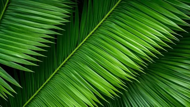 Пальмовый лист текстура