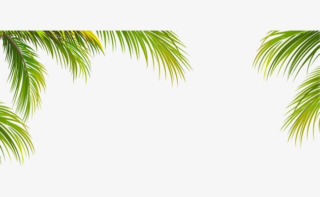 Пальма без фона
