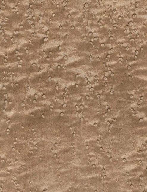 Птичий глаз клен шпон 05.088