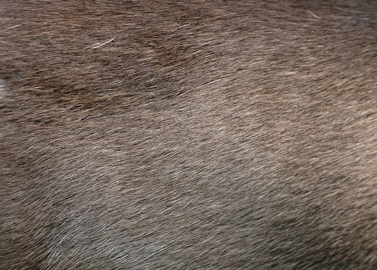 Текстура шерсти