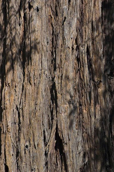 Граб кавказский древесина