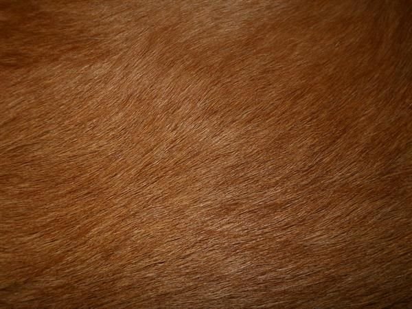 Коричневая шерсть