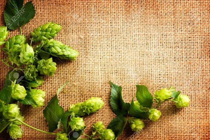 Хмель на деревянном фоне