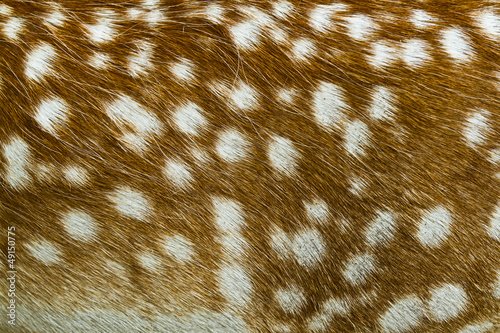 Шкура оленя текстура