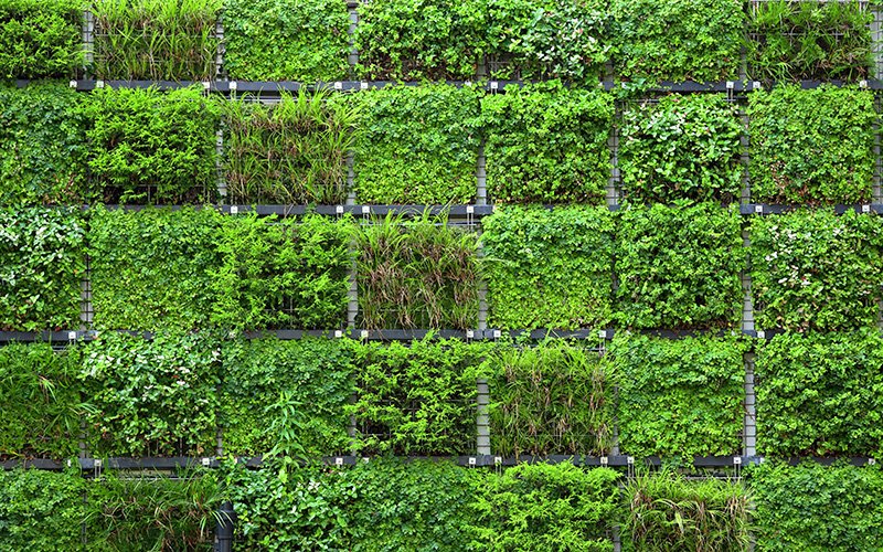 Фитостена фон