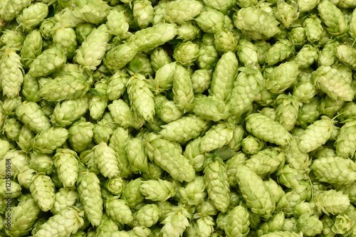 Хмель зеленый