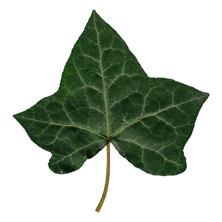 Плющ обыкновенный