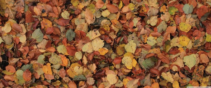 Текстура листа