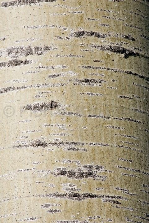 Осина дерево кора