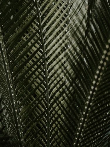 Лист кокосовой пальмы