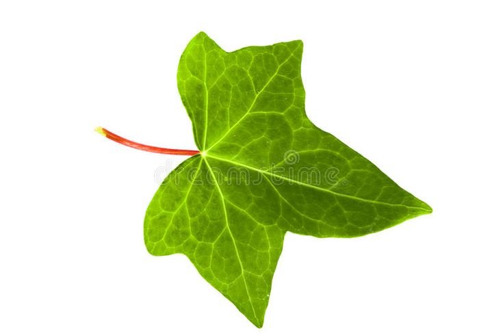 Листья лианы