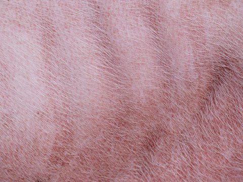 Свиная кожа фактура