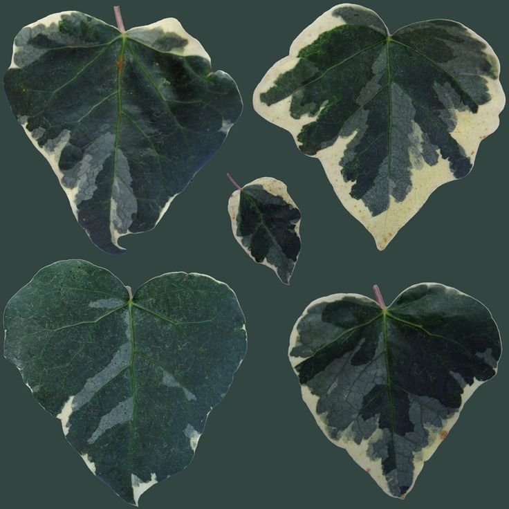 Листик плюща