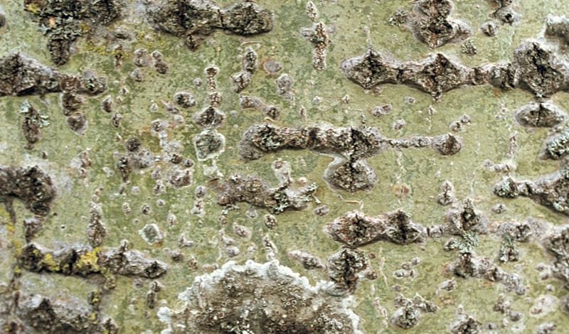 Кора осины фото